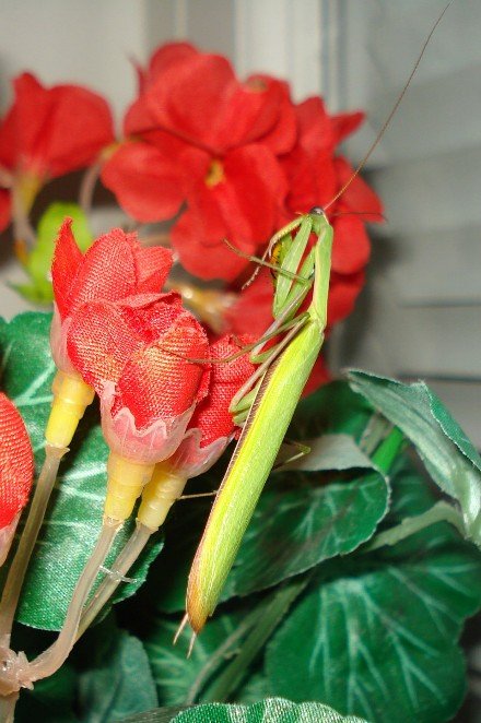 Вечiрнiй гiсть…